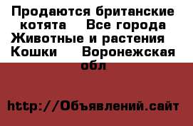 Продаются британские котята  - Все города Животные и растения » Кошки   . Воронежская обл.